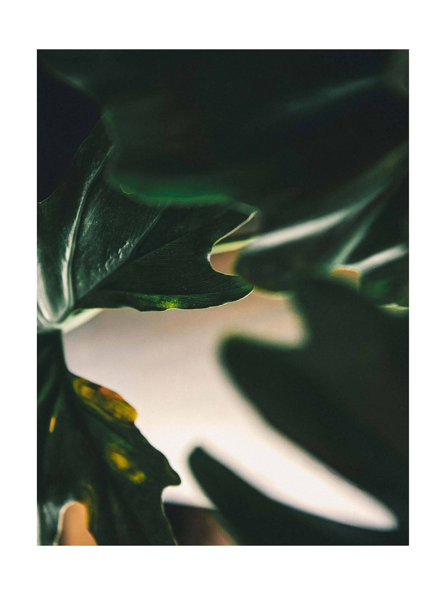 imogene + willie barton rigid