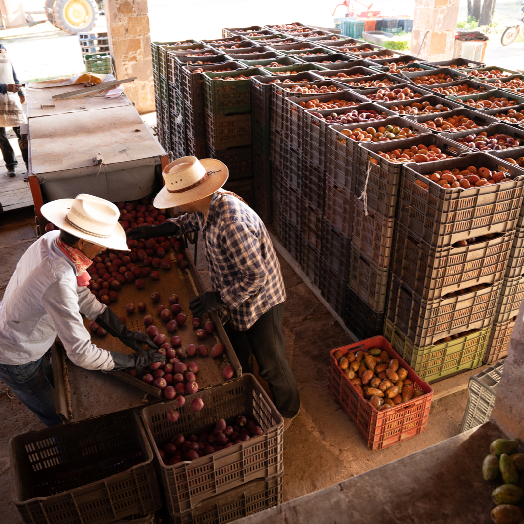 High Desert Cactus Vodka