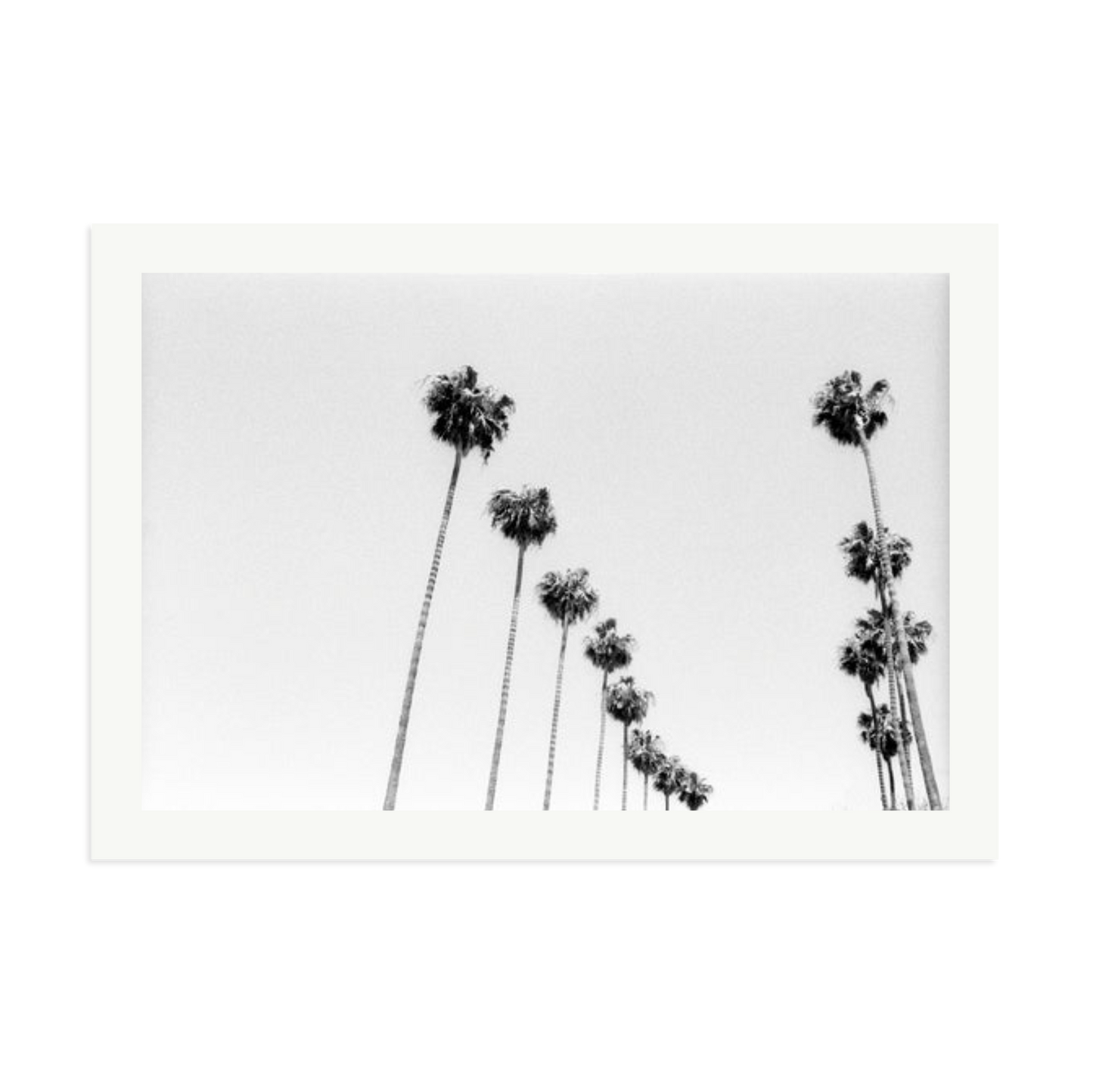 LA Palms Framed Print