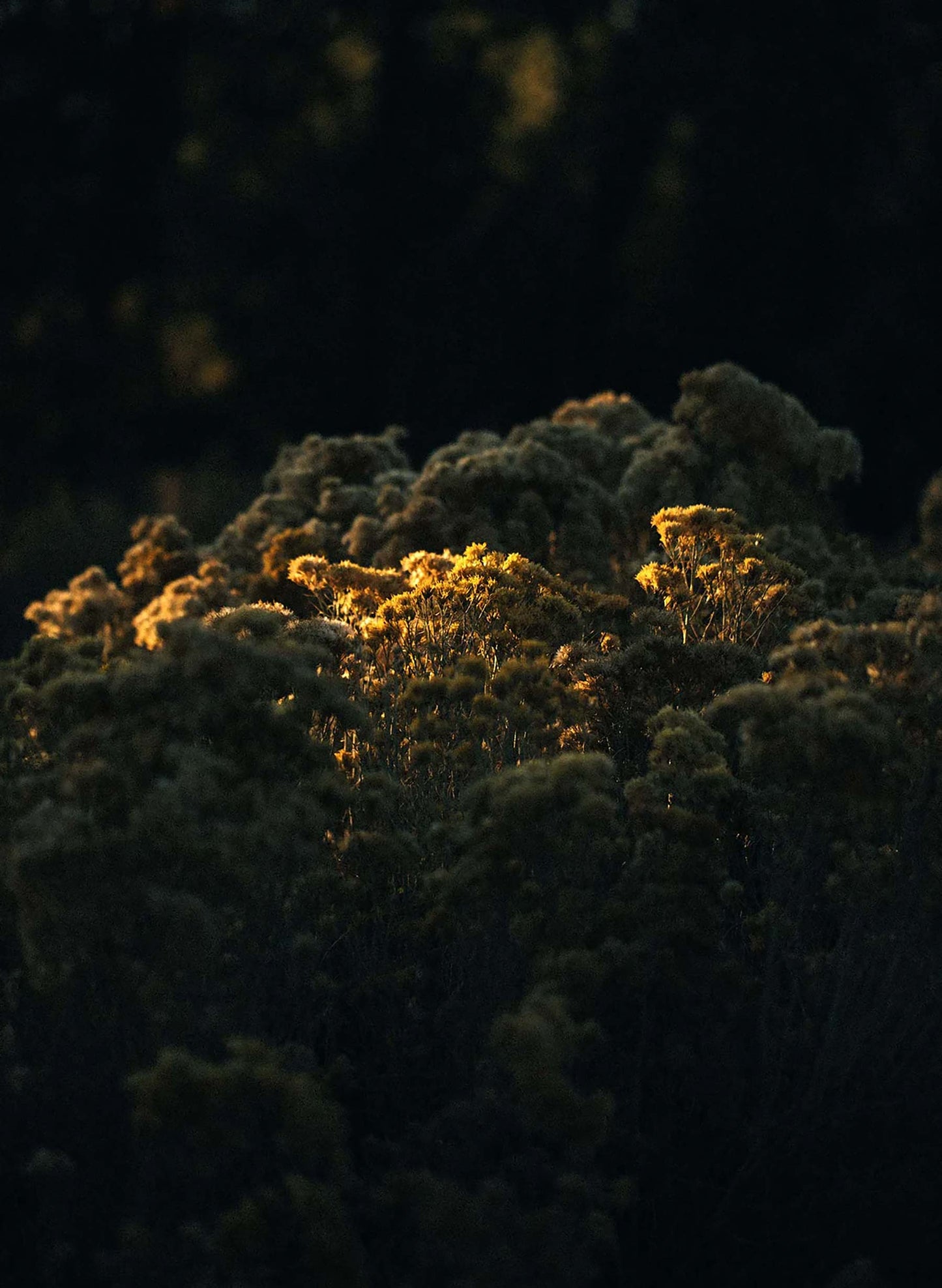 imogene + willie oliver military trouser