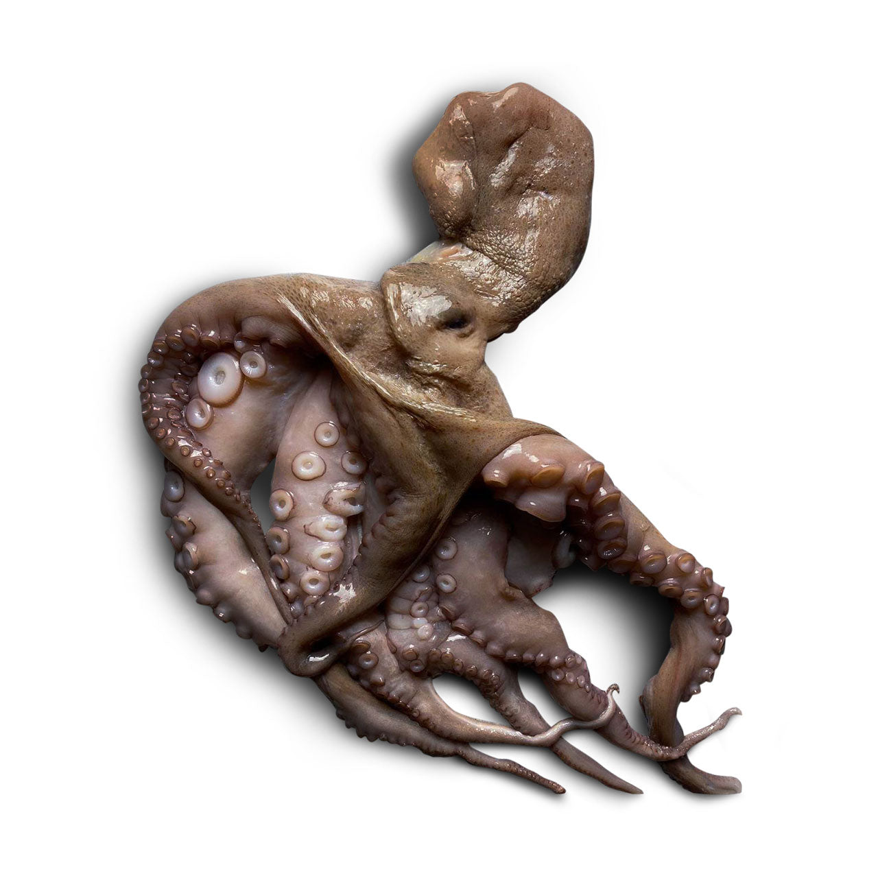 Spanischer Oktopus
