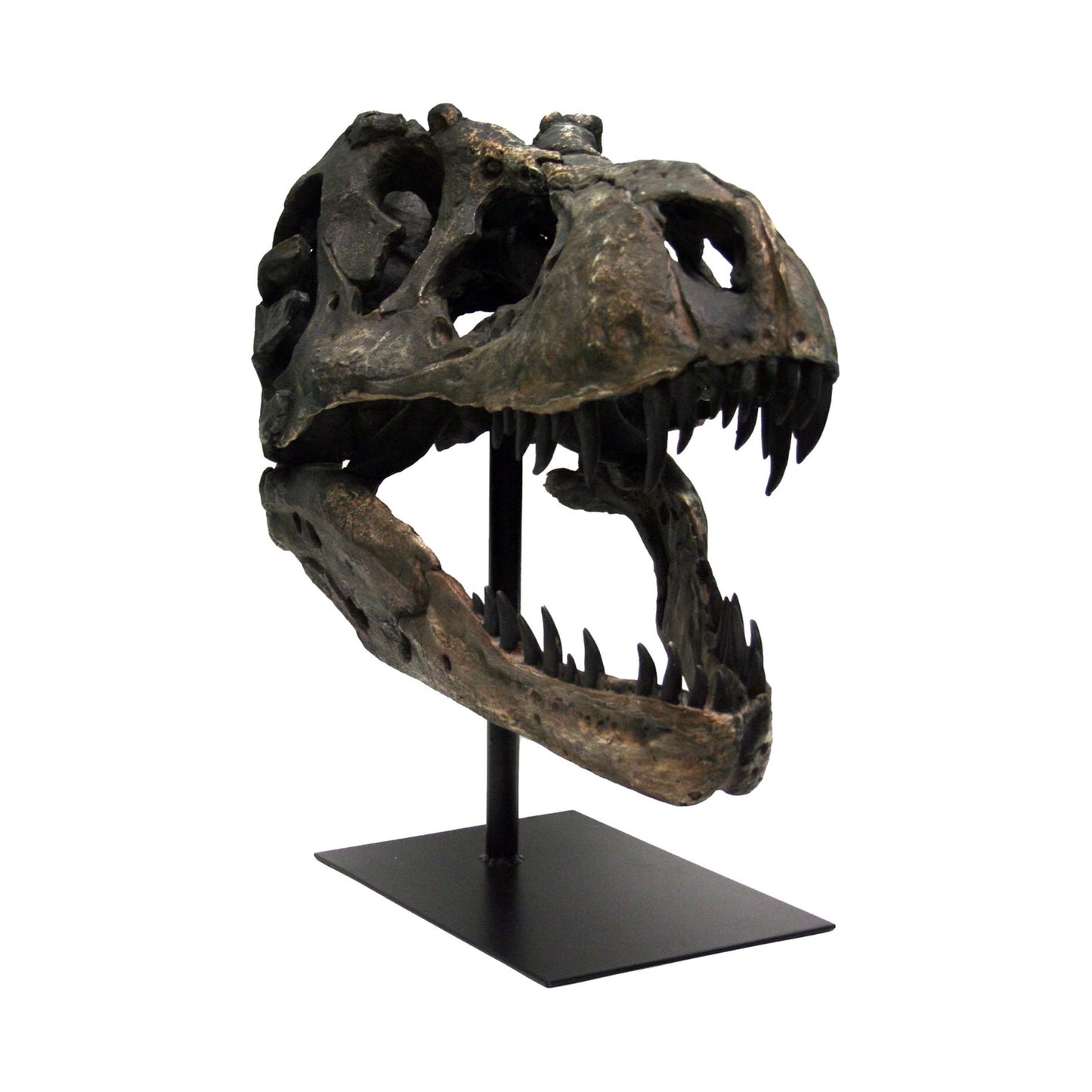 Faux T-Rex Tyrannosaurus Rex Skull