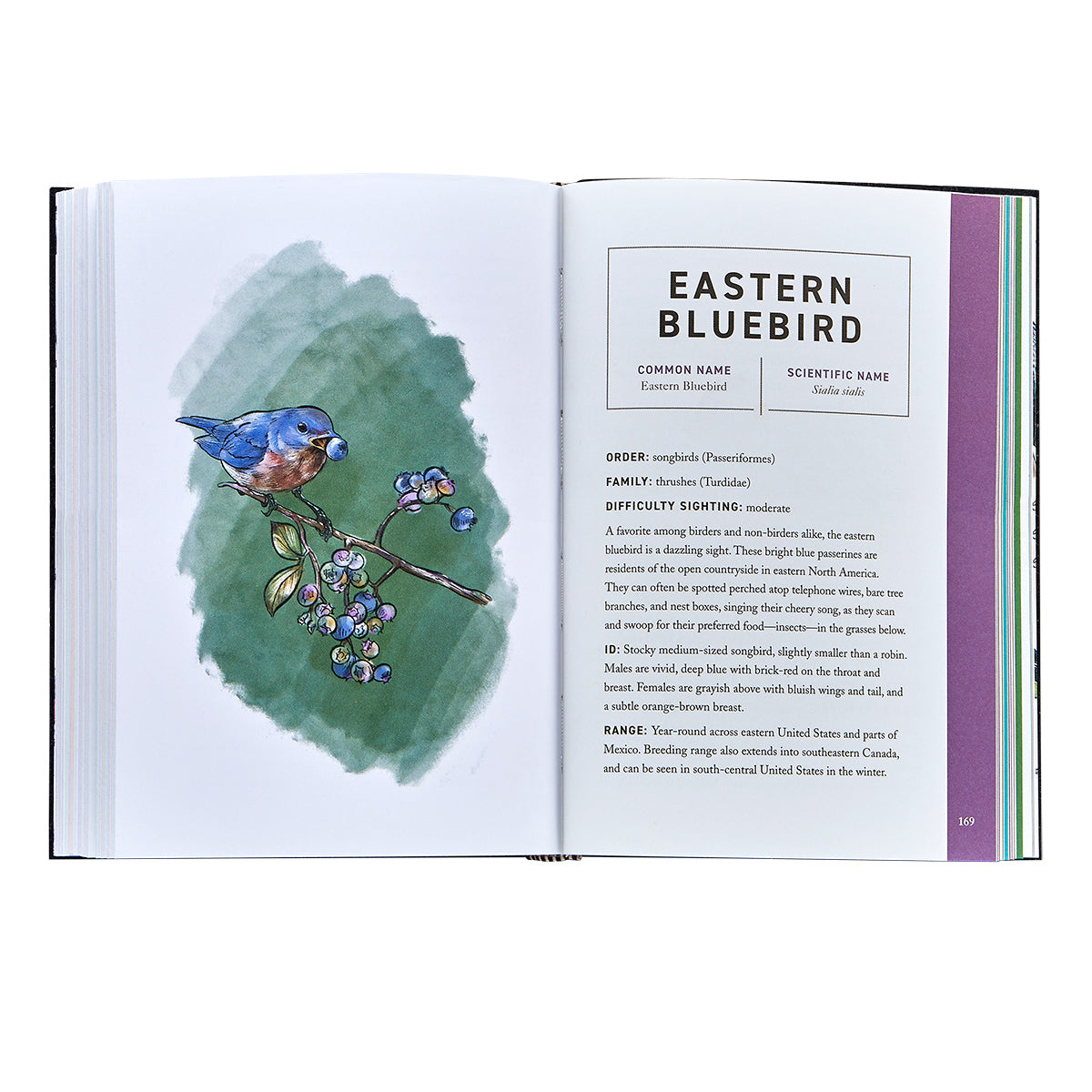 Birds: An Illustrated Field Guide