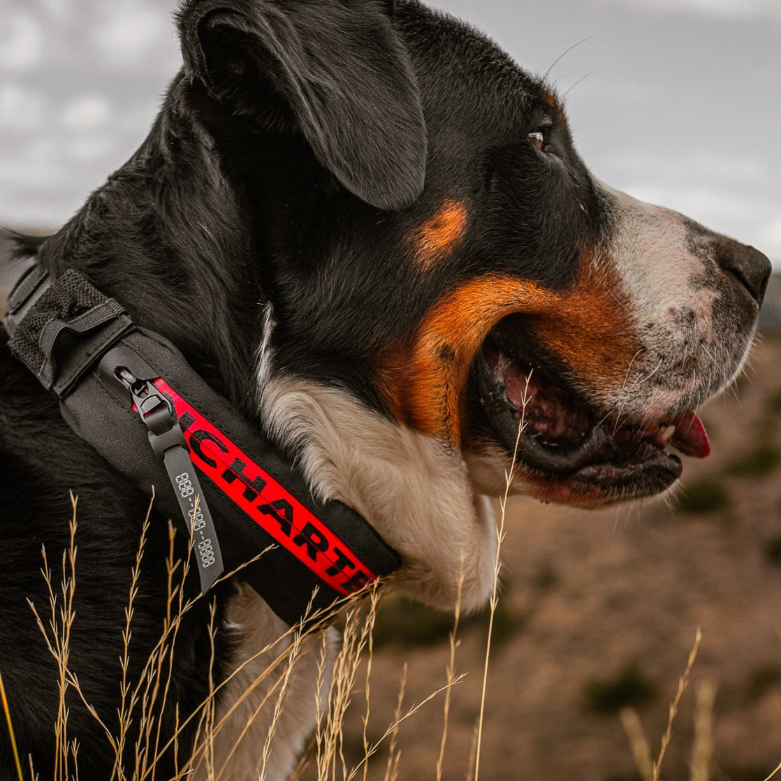 Uncharted Supply The Wolf Pack First Aid Dog Collar