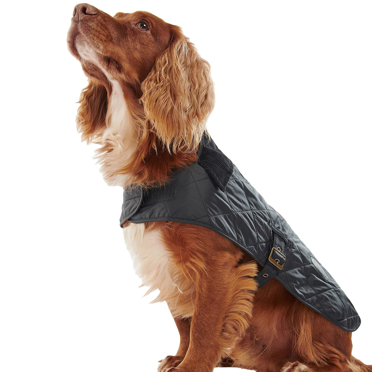 Barbour store dog coat