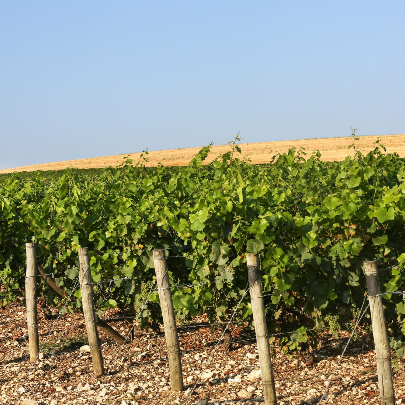 Drappier Grande Sendrée Champagne 2010