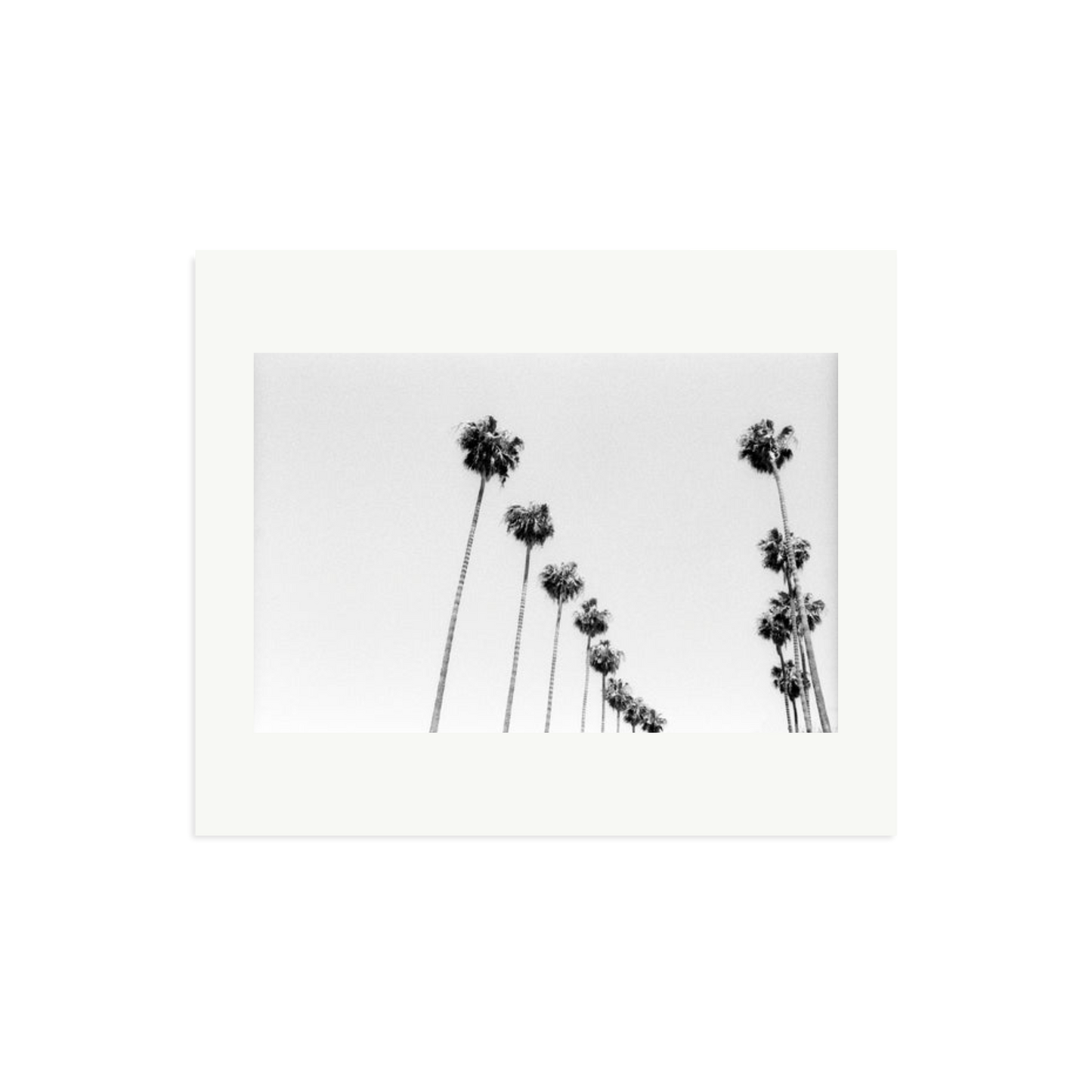 LA Palms Framed Print