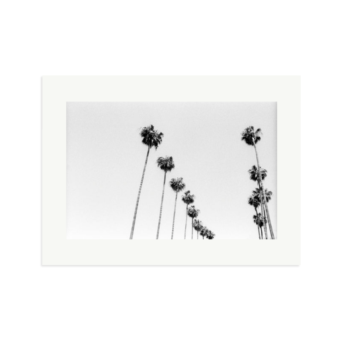 LA Palms Framed Print