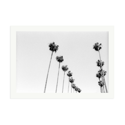 LA Palms Framed Print Print Only XXL