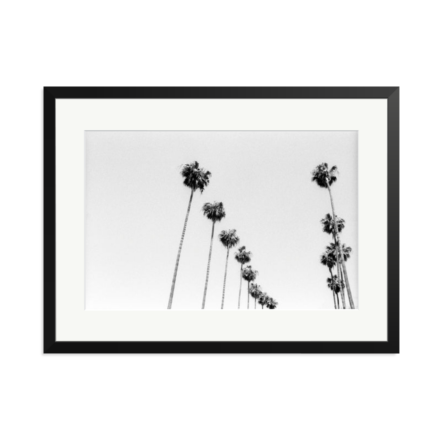 LA Palms Framed Print