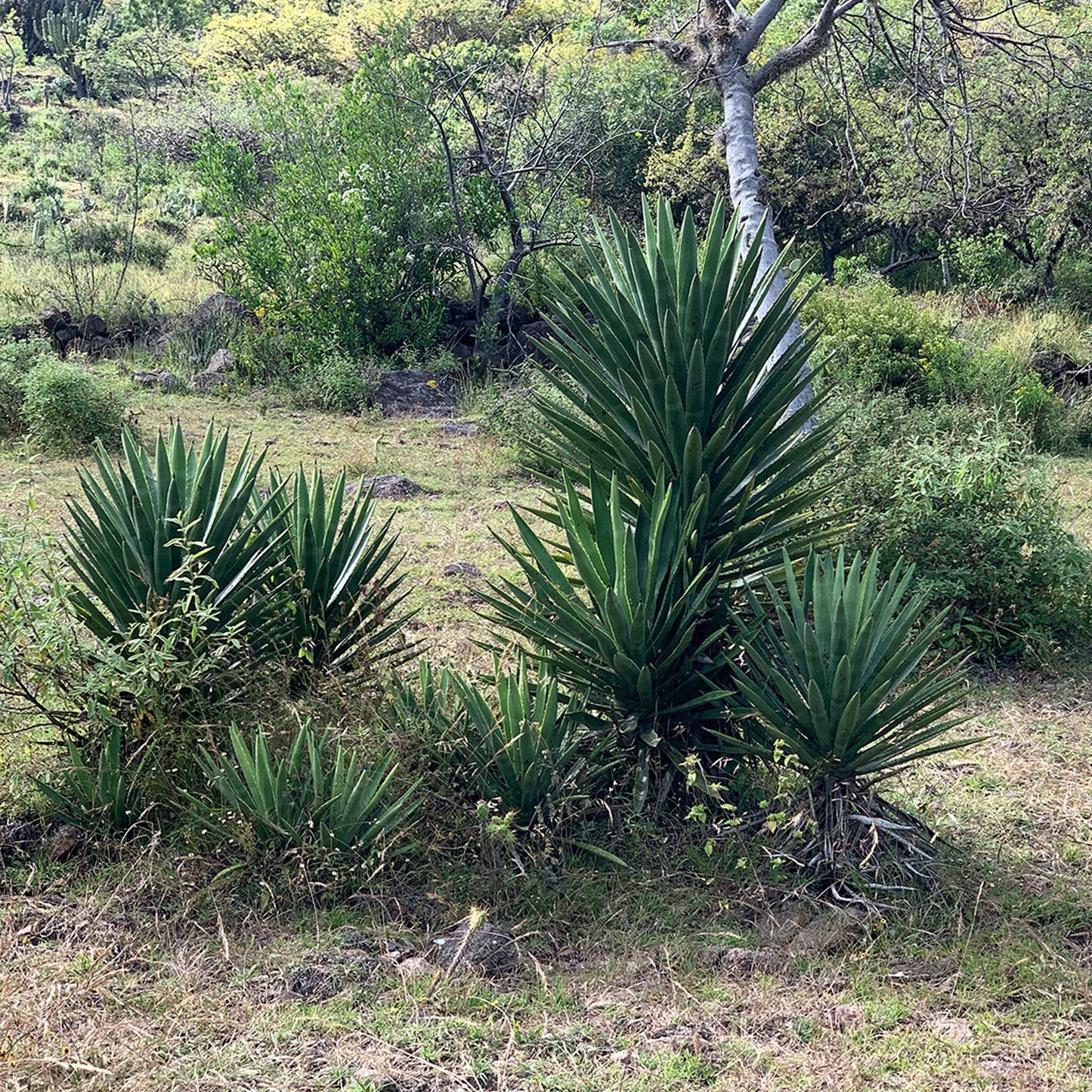 Mezcal Grulani Tobasiche