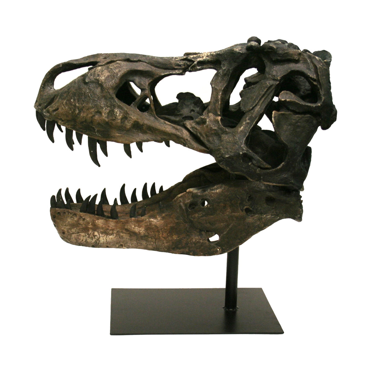 Strex Skull Faux T-Rex Tyrannosaurus Rex Skull | Uncrate Supply