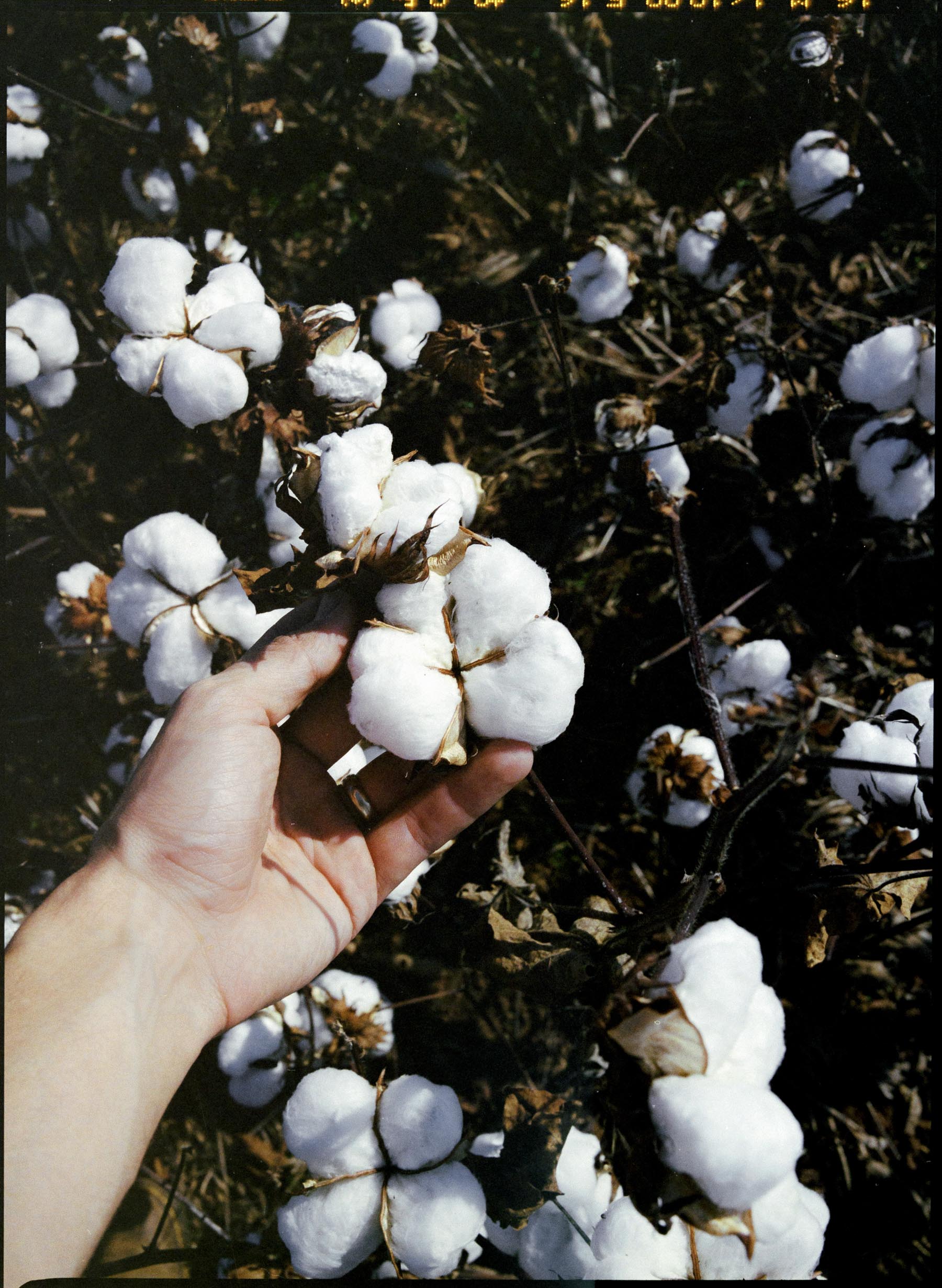 hencye natural indigo