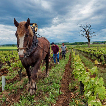 Curated Wine Collection No. 1: Natural Wines